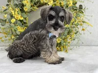 Paisley Male 4, a male Miniature Schnauzer for sale in Pageland, SC – Photo 4 of 4