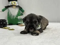 Paisley Male 4, a male Miniature Schnauzer for sale in Pageland, SC – Photo 4 of 4