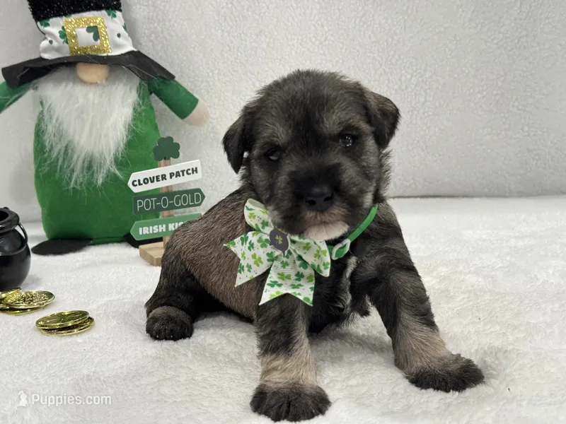 Paisley Male 4 – Miniature Schnauzer puppy for sale in Pageland, SC
