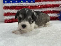 Marsha Female 1, a female Miniature Schnauzer for sale in Pageland, SC – 3 of 5