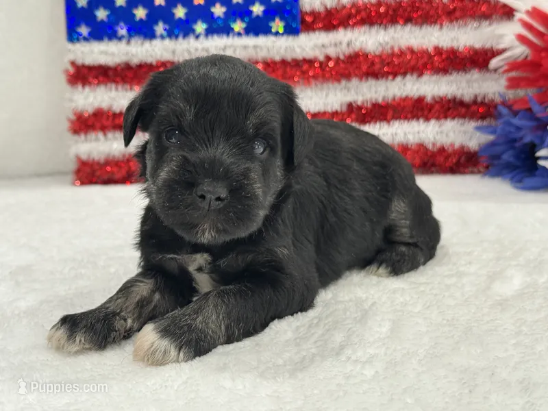 Marsha Male 4 – Miniature Schnauzer puppy for sale in Pageland, SC