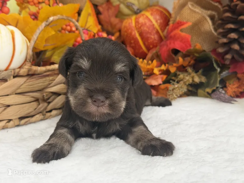 Lexie Male 1 AKC Registered Liver & Tan – Miniature Schnauzer puppy for sale in Pageland, SC