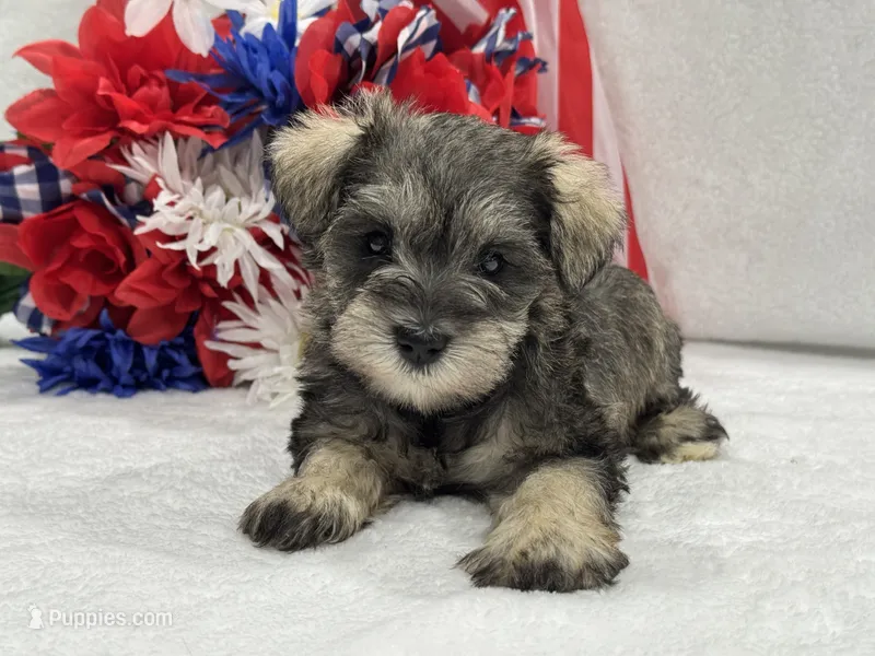 Josie Female 4 – Miniature Schnauzer puppy for sale in Pageland, SC