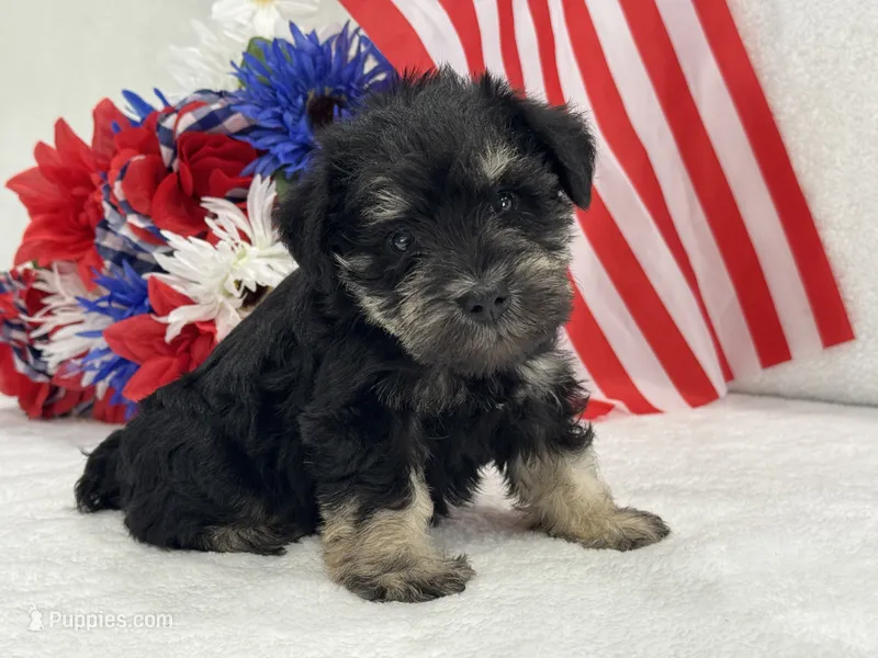 Mae Male 3 AKC – Miniature Schnauzer puppy for sale in Pageland, SC