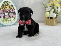 Bleu Female 3 Blue Eyes , a female Miniature Schnauzer for sale in Pageland, SC – Photo 3 of 4