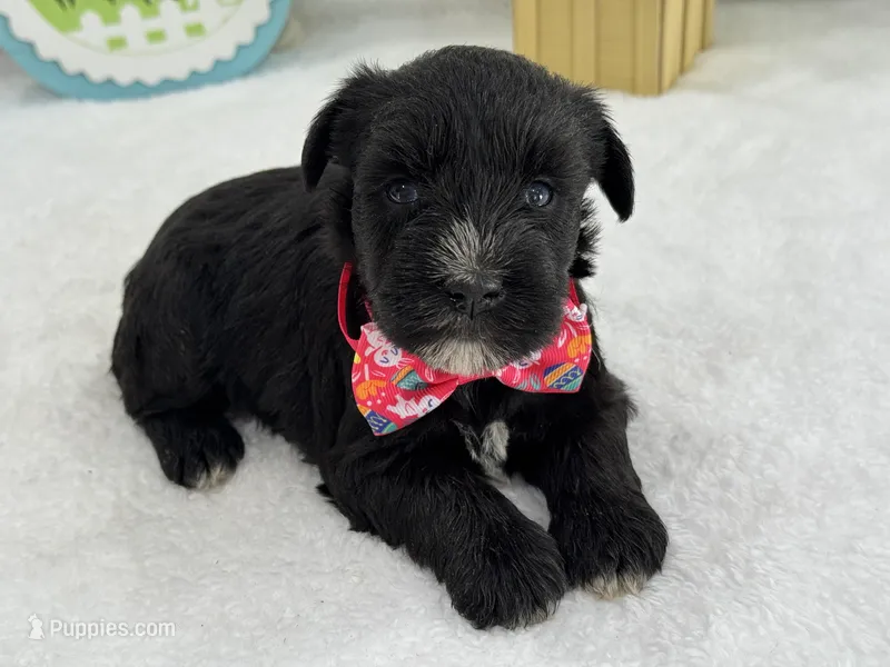 Bleu Female 3 Blue Eyes  – Miniature Schnauzer puppy for sale in Pageland, SC