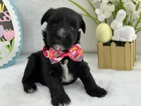 Bleu Female 3 Blue Eyes , a female Miniature Schnauzer for sale in Pageland, SC – Photo 2 of 4