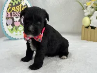 Bleu Female 3 Blue Eyes , a female Miniature Schnauzer for sale in Pageland, SC – Photo 4 of 4