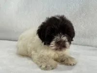 Chloe Male 1 AKC Mega Coat Liver Parti, a male Miniature Schnauzer for sale in Pageland, SC – 4 of 4