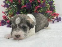 Josie Female 2, a female Miniature Schnauzer for sale in Pageland, SC – 4 of 4
