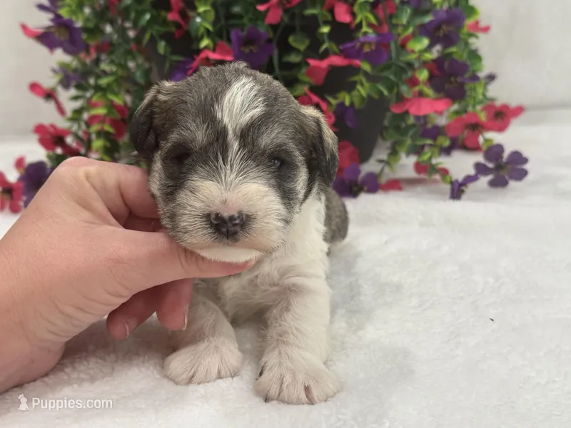 Josie Female 2 – Miniature Schnauzer puppy for sale in Pageland, SC