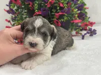 Josie Female 2, a female Miniature Schnauzer for sale in Pageland, SC – 1 of 4