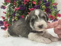 Josie Female 2, a female Miniature Schnauzer for sale in Pageland, SC – 3 of 4