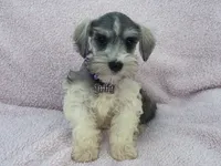 Josie Female 2, a female Miniature Schnauzer for sale in Pageland, SC – 4 of 4
