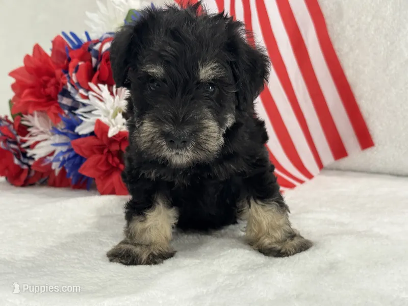 Mae Male 2 AKC – Miniature Schnauzer puppy for sale in Pageland, SC