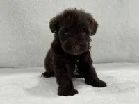 Sugar Pie Male 4 AKC Mega Coat Liver, a male Miniature Schnauzer for sale in Pageland, SC – 5 of 5