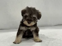 Sugar Pie Male 1 AKC Mega Coat Liver & Tan, a male Miniature Schnauzer for sale in Pageland, SC – 4 of 4