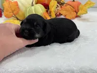 Marsha Male 2, a male Miniature Schnauzer for sale in Pageland, SC – Photo 1 of 4