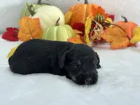 Marsha Male 2, a male Miniature Schnauzer for sale in Pageland, SC – Photo 4 of 4