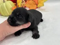 Marsha Male 2, a male Miniature Schnauzer for sale in Pageland, SC – Photo 3 of 4