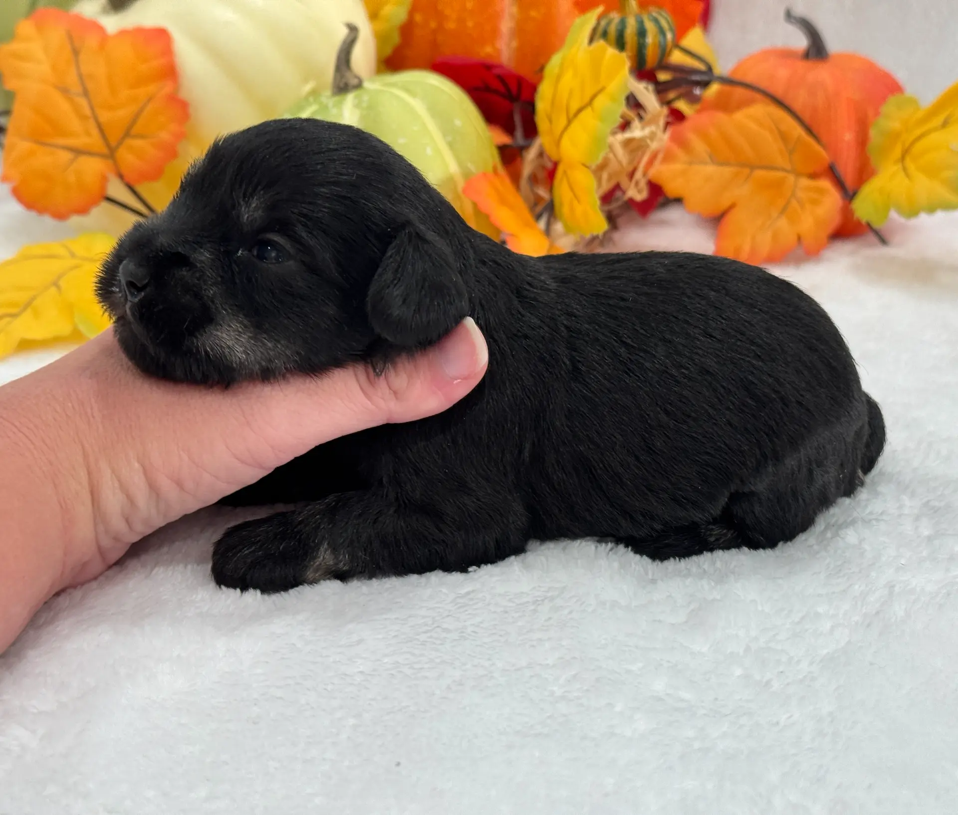 Marsha Male 2, a male Miniature Schnauzer for sale in Pageland, SC – Photo 2 of 4