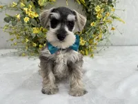 Paisley Male 5, a male Miniature Schnauzer for sale in Pageland, SC – Photo 2 of 3