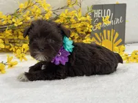 Nova Female 1 Liver Color , a female Miniature Schnauzer for sale in Pageland, SC – Photo 3 of 4