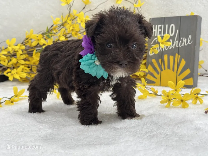 Nova Female 1 Liver Color  – Miniature Schnauzer puppy for sale in Pageland, SC