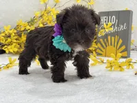 Nova Female 1 Liver Color , a female Miniature Schnauzer for sale in Pageland, SC – Photo 1 of 4