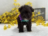 Nova Female 1 Liver Color , a female Miniature Schnauzer for sale in Pageland, SC – Photo 4 of 4