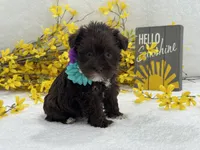 Nova Female 1 Liver Color , a female Miniature Schnauzer for sale in Pageland, SC – Photo 2 of 4