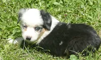 Rustybelle BMM, a male Miniature Australian Shepherd for sale in Portland, OR – 1 of 4