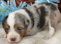 Lil Starb BMM1, a male Toy Australian Shepherd for sale in Portland, OR – 2 of 3