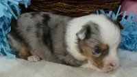 Lil Triskey-el bmm, a male Toy Australian Shepherd for sale in Portland, OR – 2 of 3