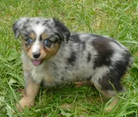 FR rose BMF1, a female Miniature Australian Shepherd for sale in Portland, OR – 2 of 5