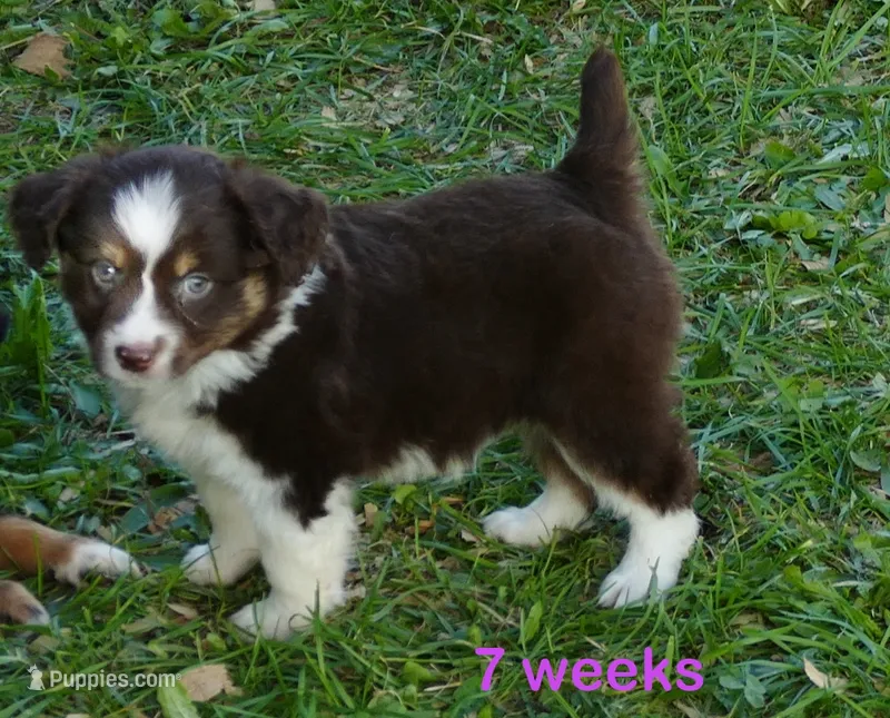 FR-Daisey RTF2 – Toy Australian Shepherd puppy for sale in Portland, OR