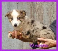 Grace-ci blue BMF2, a female Miniature Australian Shepherd for sale in Portland, OR – 2 of 3