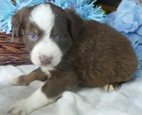 Rustybelle RTM1, a male Miniature Australian Shepherd for sale in Portland, OR – 2 of 2