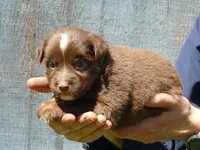 Rustybelle RTM2, a male Miniature Australian Shepherd for sale in Portland, OR – 2 of 2