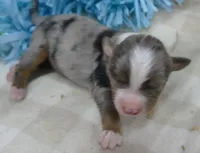 Lil Starb BMM2, a male Toy Australian Shepherd for sale in Portland, OR – 3 of 3