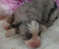 Grace-ci Bellle BMF2, a female Miniature Australian Shepherd for sale in Portland, OR – 3 of 3
