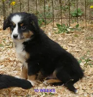 Lucytub- BTM with tail, a male Miniature Australian Shepherd for sale in Portland, OR – 3 of 3