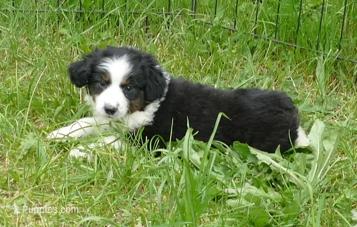 FR ROSE BTF – Miniature Australian Shepherd puppy for sale in Portland, OR