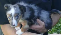 Lil rustyrose bmm2, a male Toy Australian Shepherd for sale in Portland, OR – 2 of 3