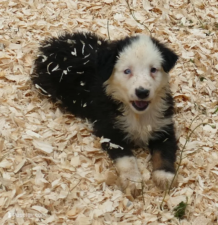 Grace-ci BLue BTM1 – Miniature Australian Shepherd puppy for sale in Portland, OR