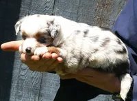 Lil trixeybllue BMF1 w tail, a female Toy Australian Shepherd for sale in Portland, OR – 1 of 4