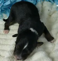 Lil starnight btm2, a male Toy Australian Shepherd for sale in Portland, OR – 3 of 3