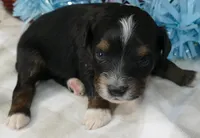 Lil starnight btm2, a male Toy Australian Shepherd for sale in Portland, OR – 2 of 3