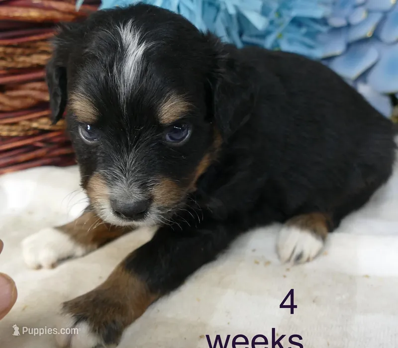 Lil starnight btm2 – Toy Australian Shepherd puppy for sale in Portland, OR