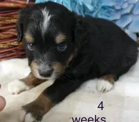 Lil starnight btm2, a male Toy Australian Shepherd for sale in Portland, OR – 1 of 3